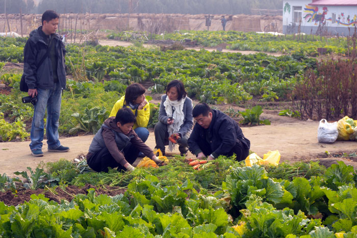 CSA members harvesting carrots on Little Donkey farm.